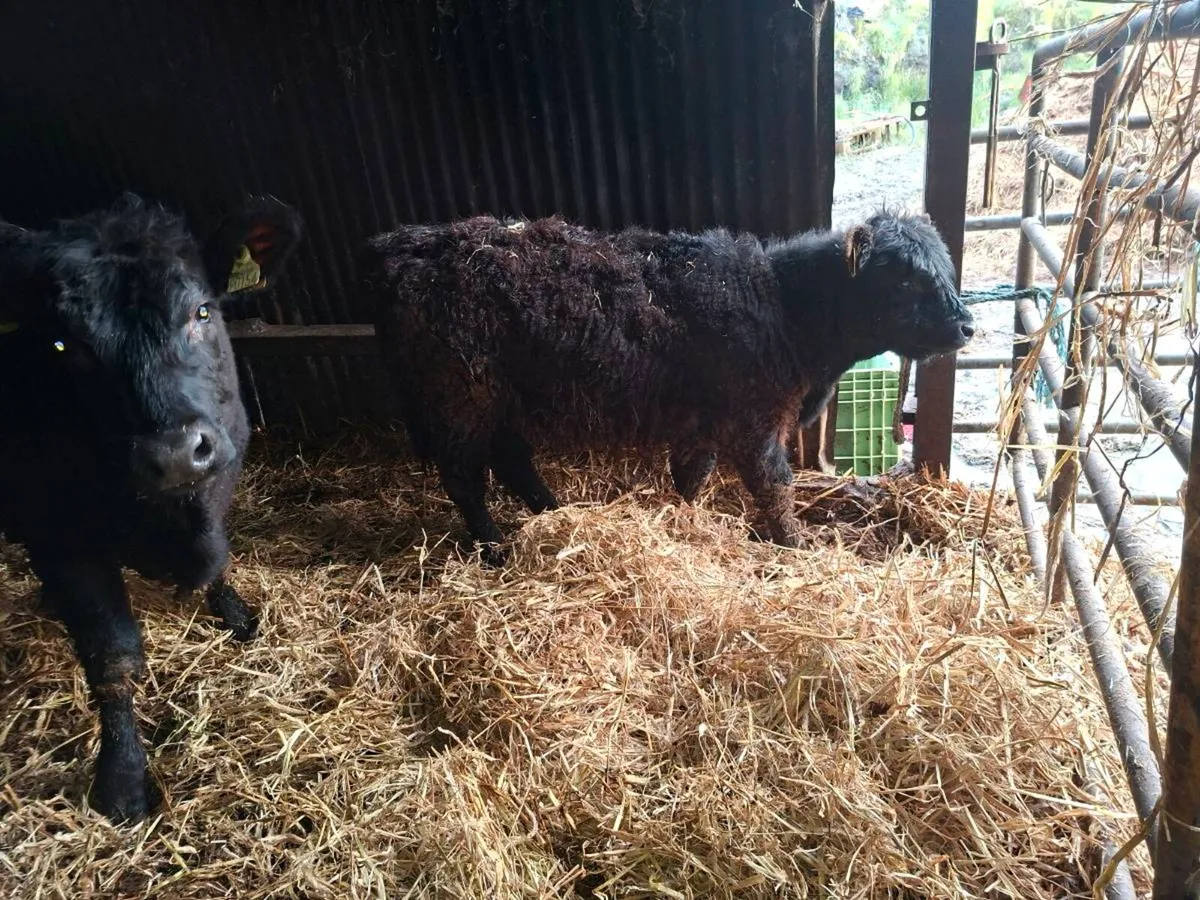Cows with calfs at foot - Image 4