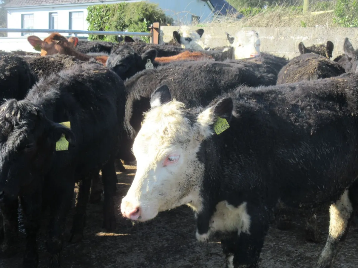 21 hereford and angus heifers - Image 3