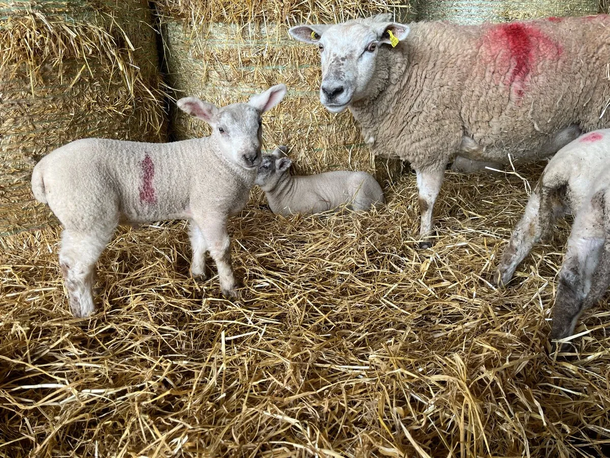 1st crop - lambs at foot - Image 1