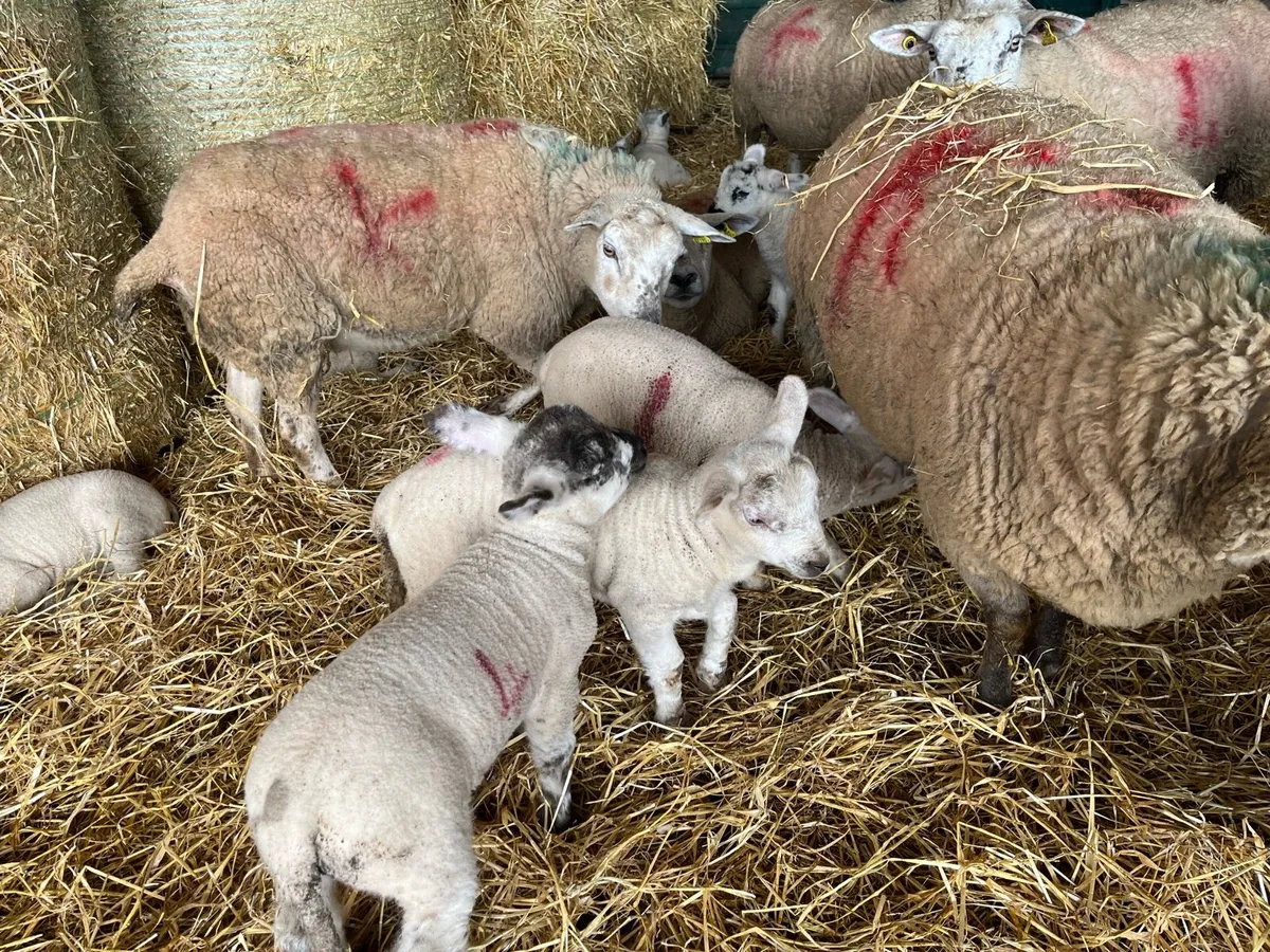 1st crop - lambs at foot - Image 2