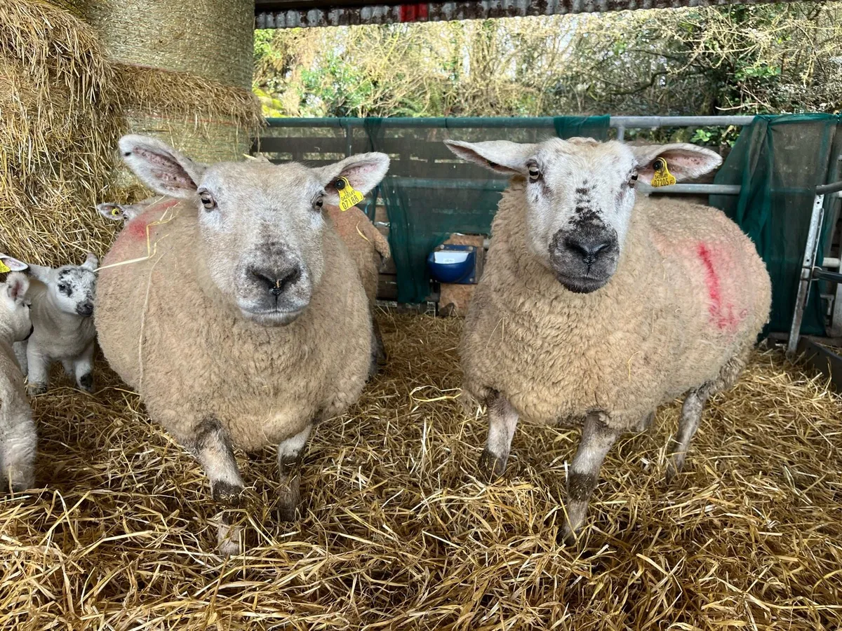 1st crop - lambs at foot - Image 3