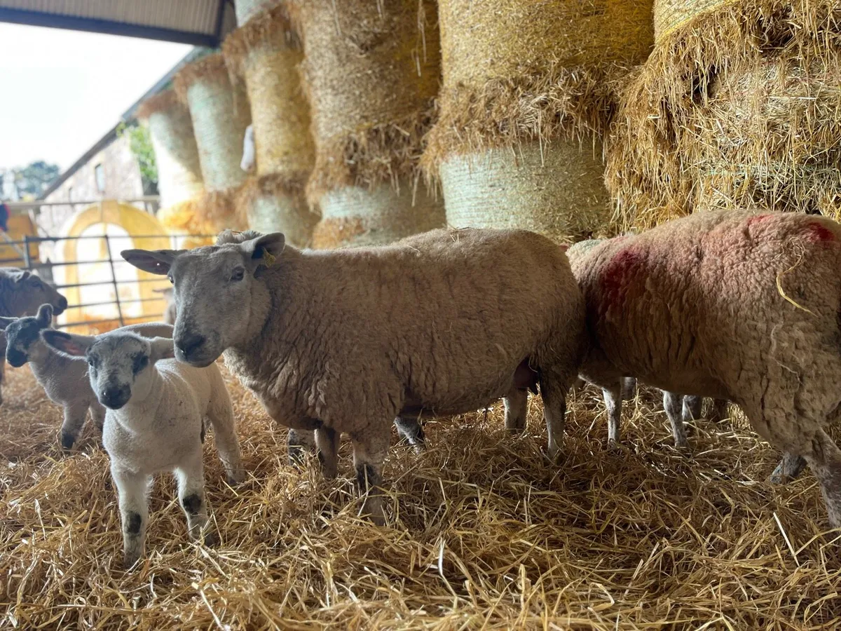 1st crop - lambs at foot - Image 4