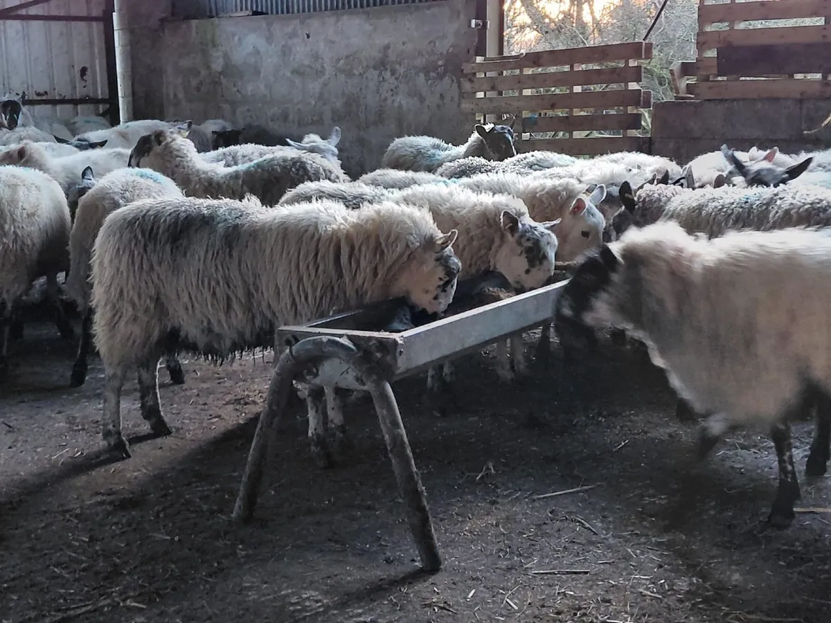 Spring Show and Sale of Cattle 27th March 2026 - Image 2