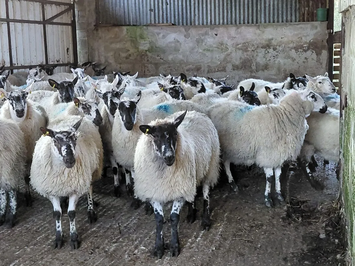 Spring Show and Sale of Cattle 27th March 2026 - Image 3