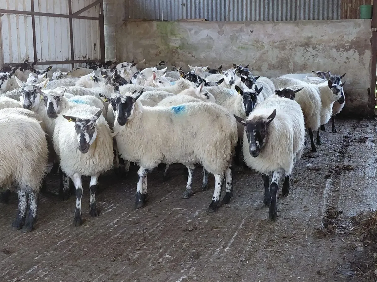 Spring Show and Sale of Cattle 27th March 2026 - Image 4