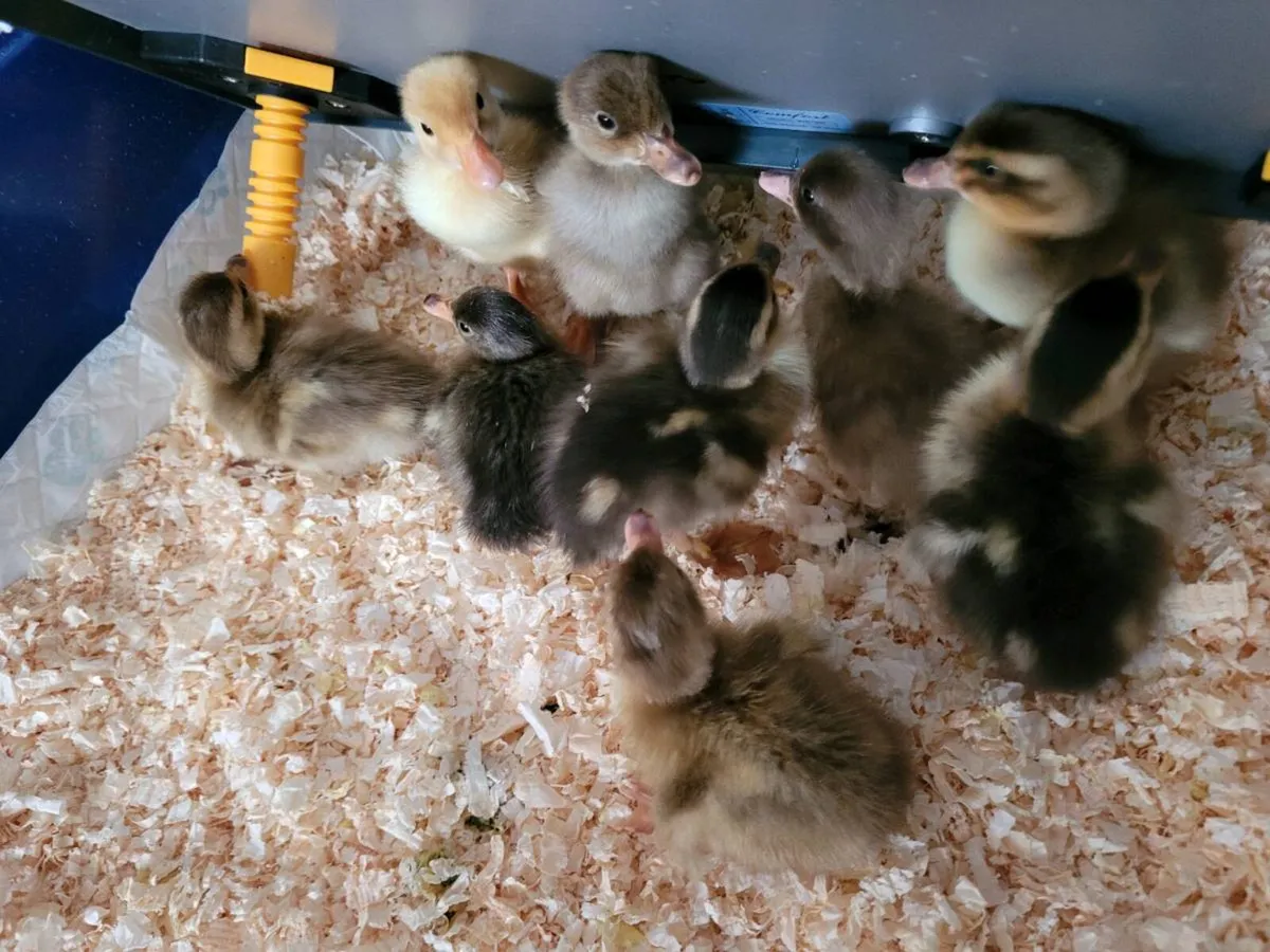 Ducklings - Image 1