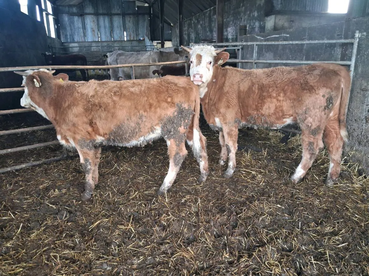 Full Symbol Organic HEX Heifers - Image 1