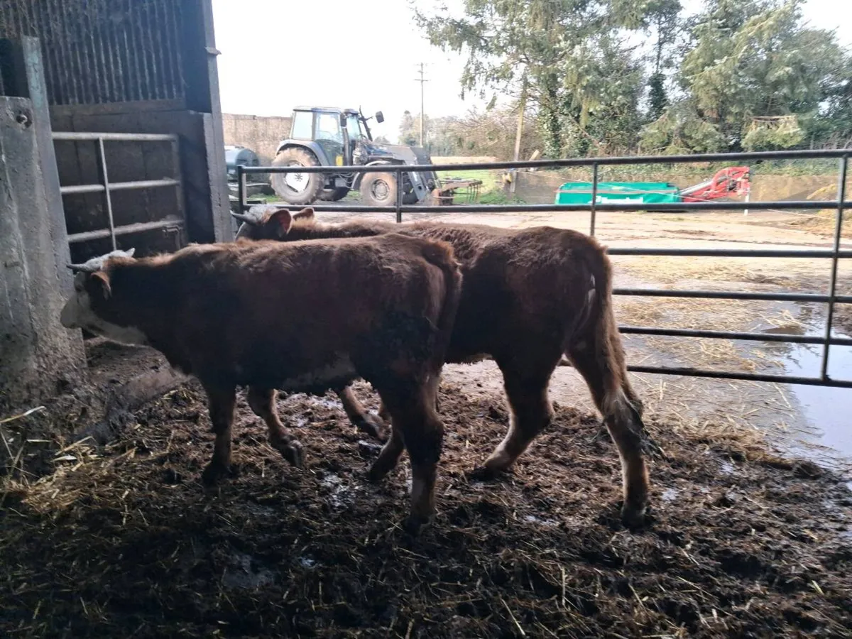 Full Symbol Organic HEX Heifers - Image 3