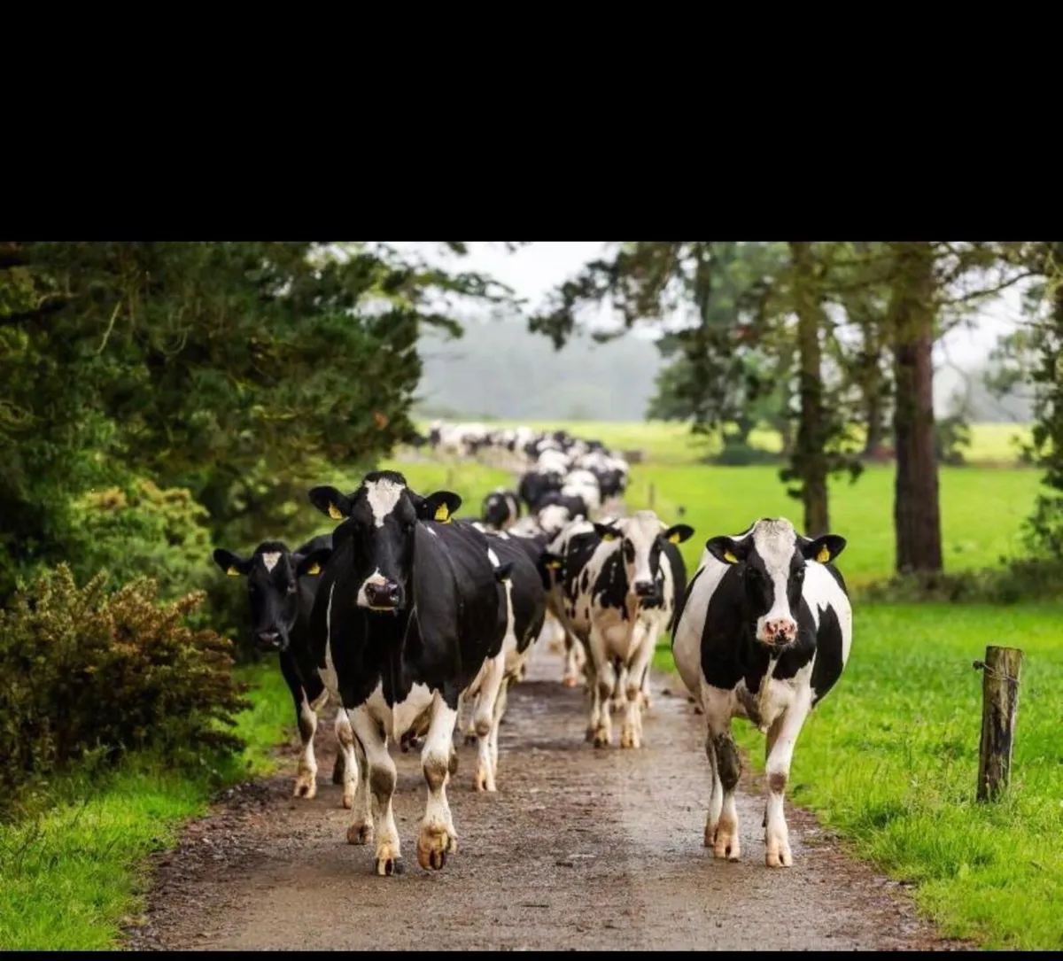 Dairy Herd Wanted - Image 2