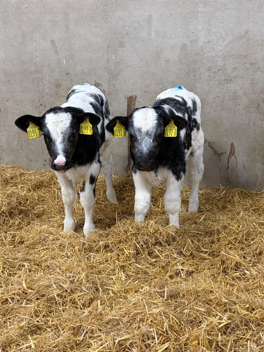 2 Belgian Blue Heifer Calves - Image 1