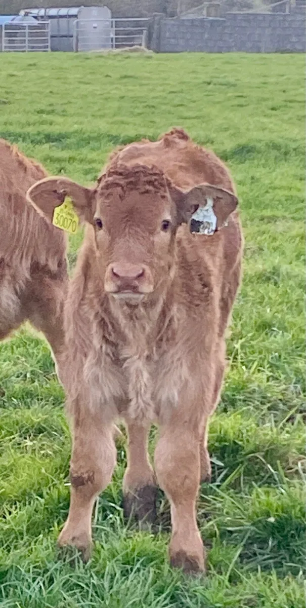 Wilodge Vantastic bull calf and receip Saler cow - Image 1