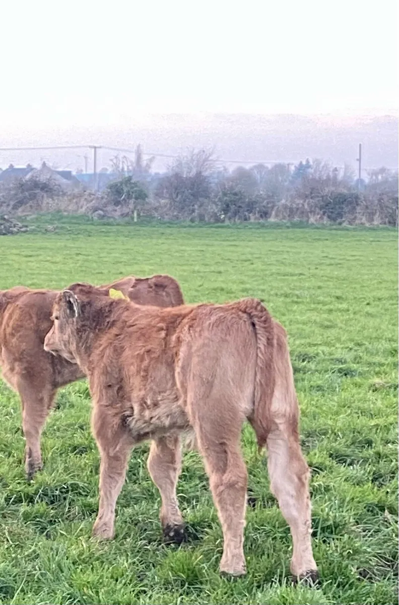 Wilodge Vantastic bull calf and receip Saler cow - Image 2