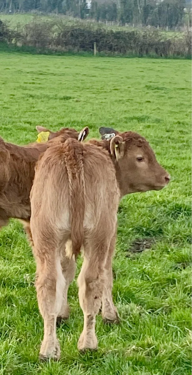 Wilodge Vantastic bull calf and receip Saler cow - Image 3