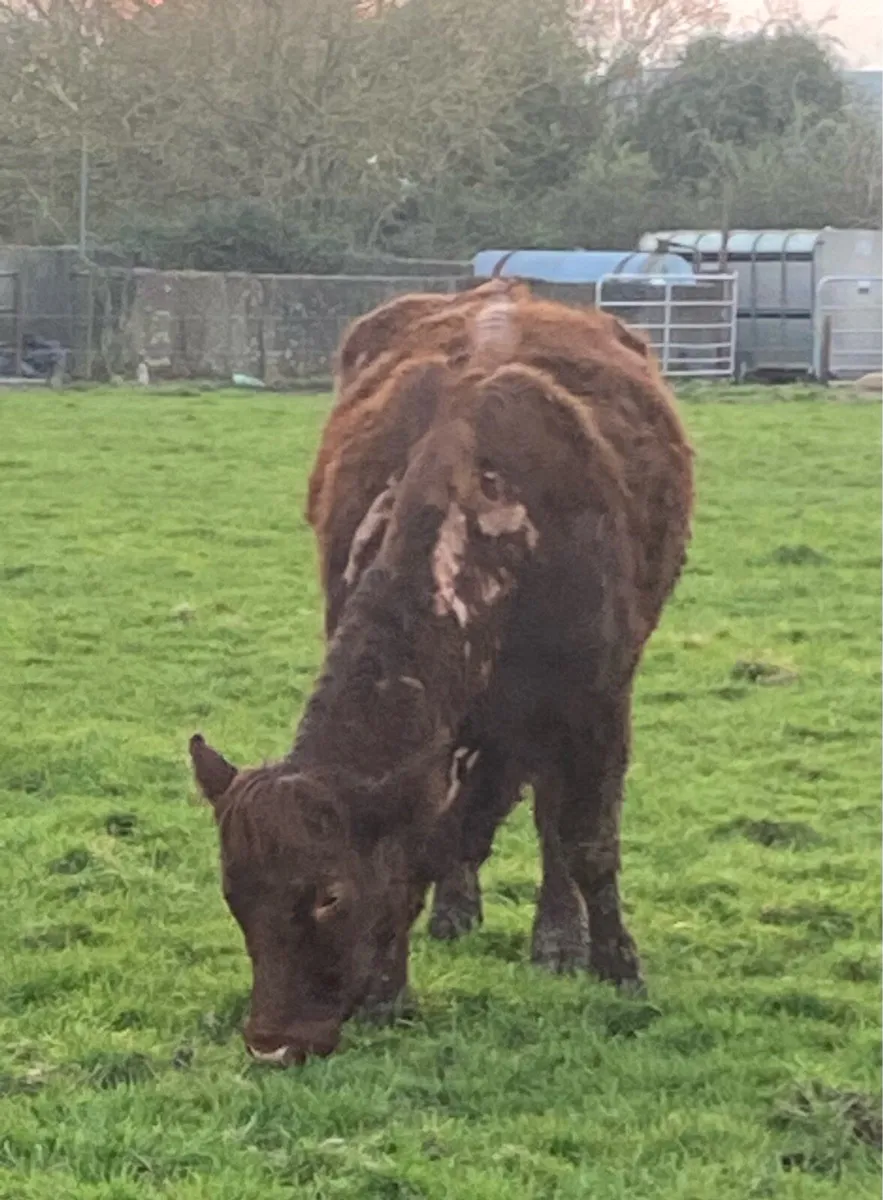 Wilodge Vantastic bull calf and receip Saler cow - Image 4
