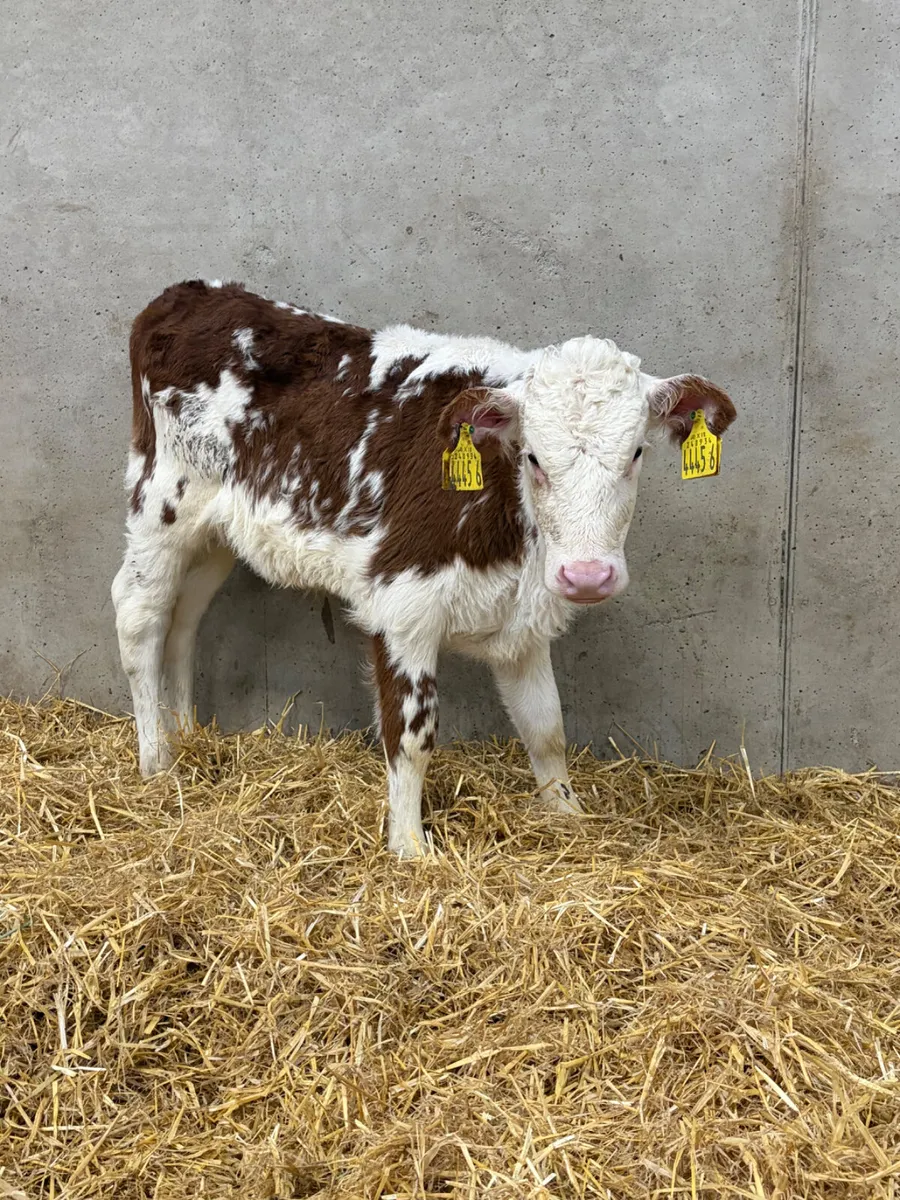 4 Hereford Heifer Calves - Image 1
