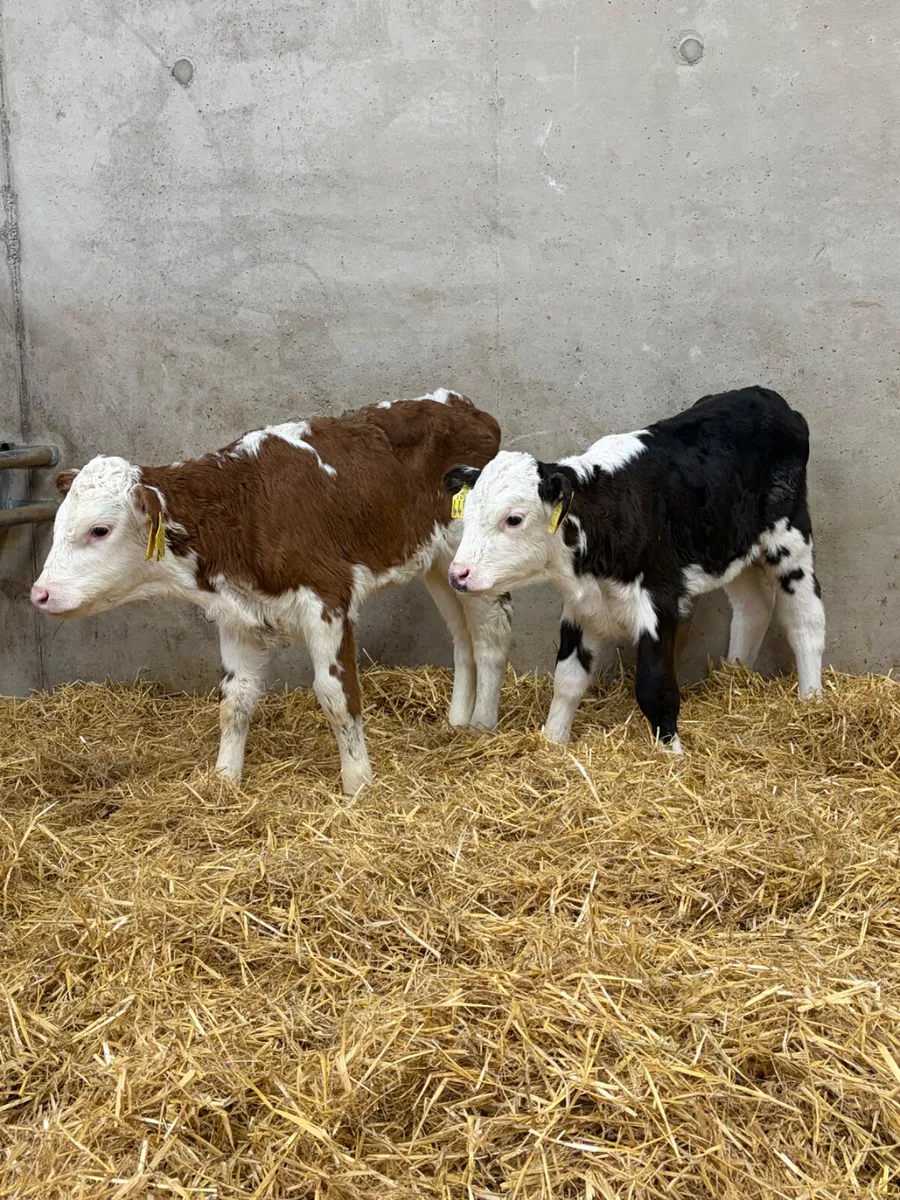 4 Hereford Heifer Calves - Image 2