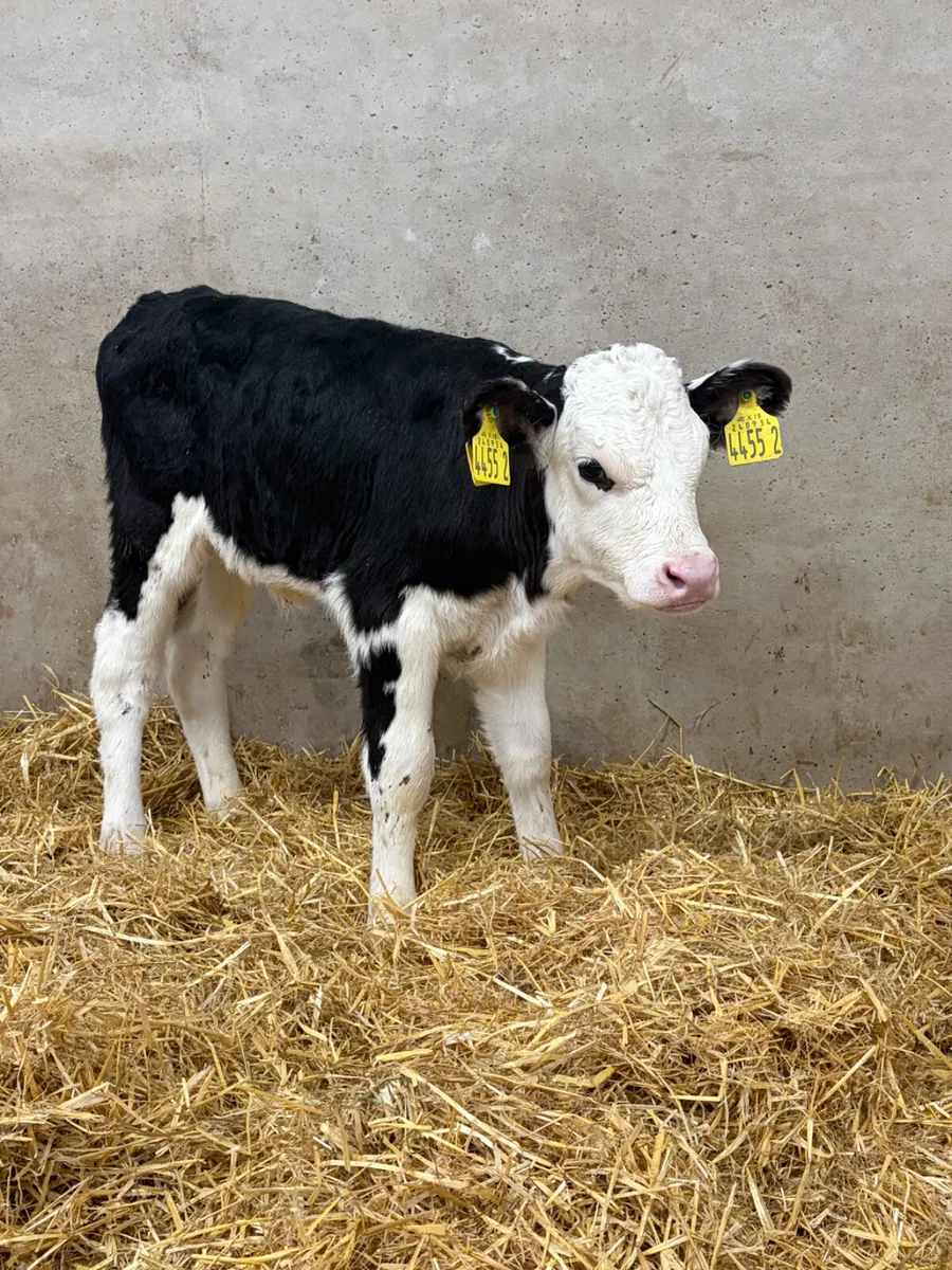 4 Hereford Heifer Calves - Image 3