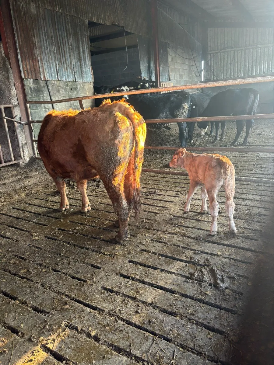Calved heifer and 2nd calver - Image 1
