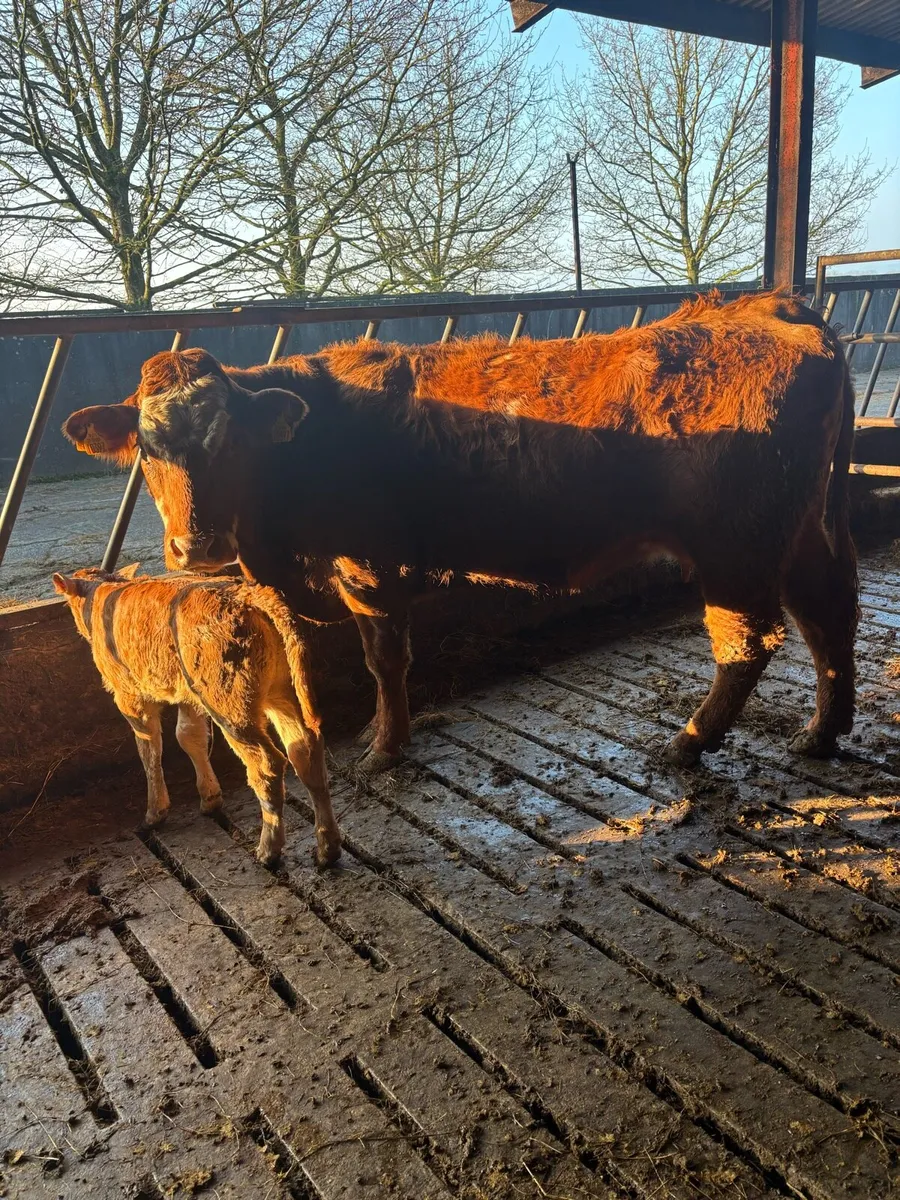 Calved heifer and 2nd calver - Image 3