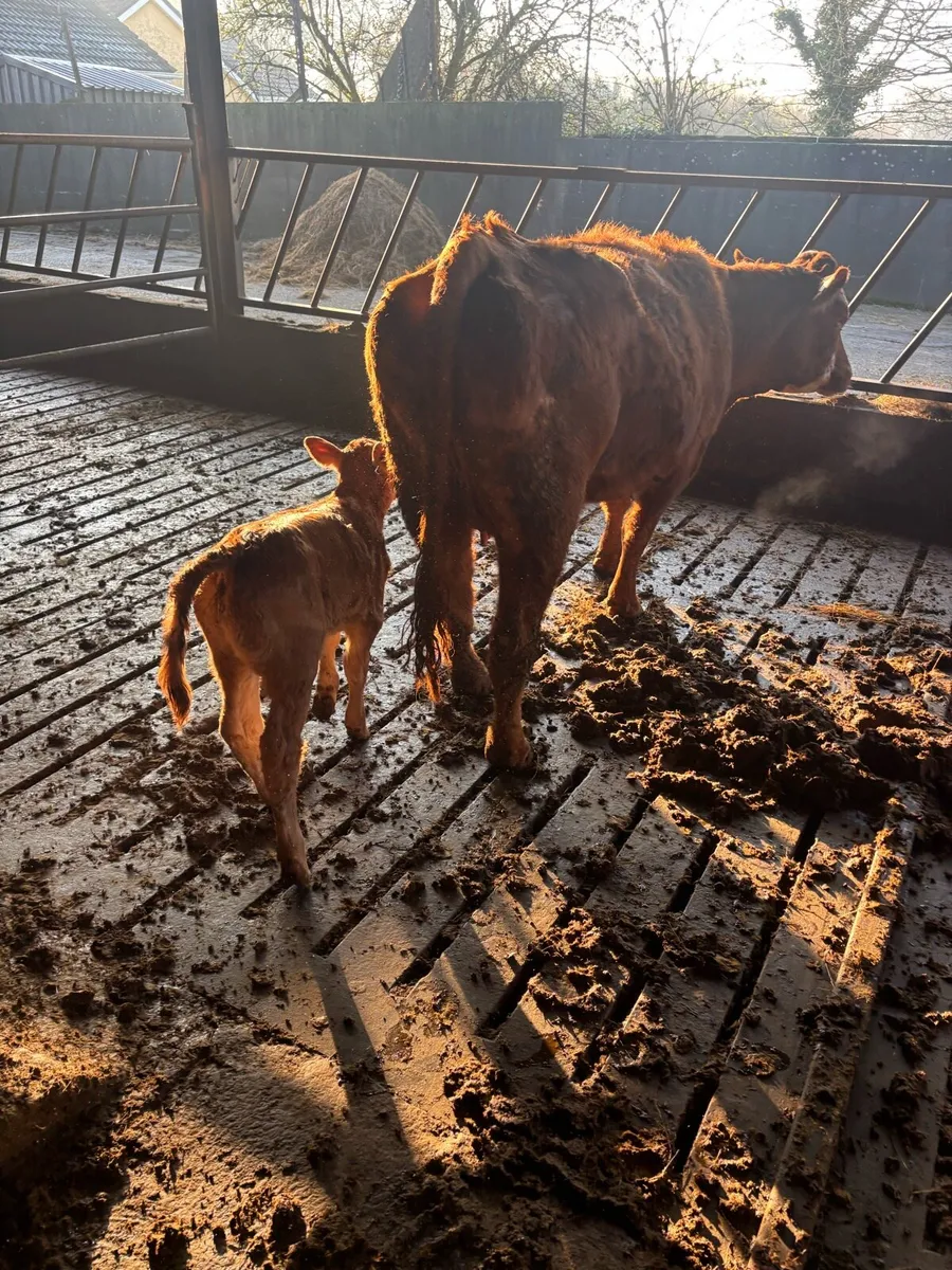 Calved heifer and 2nd calver - Image 2