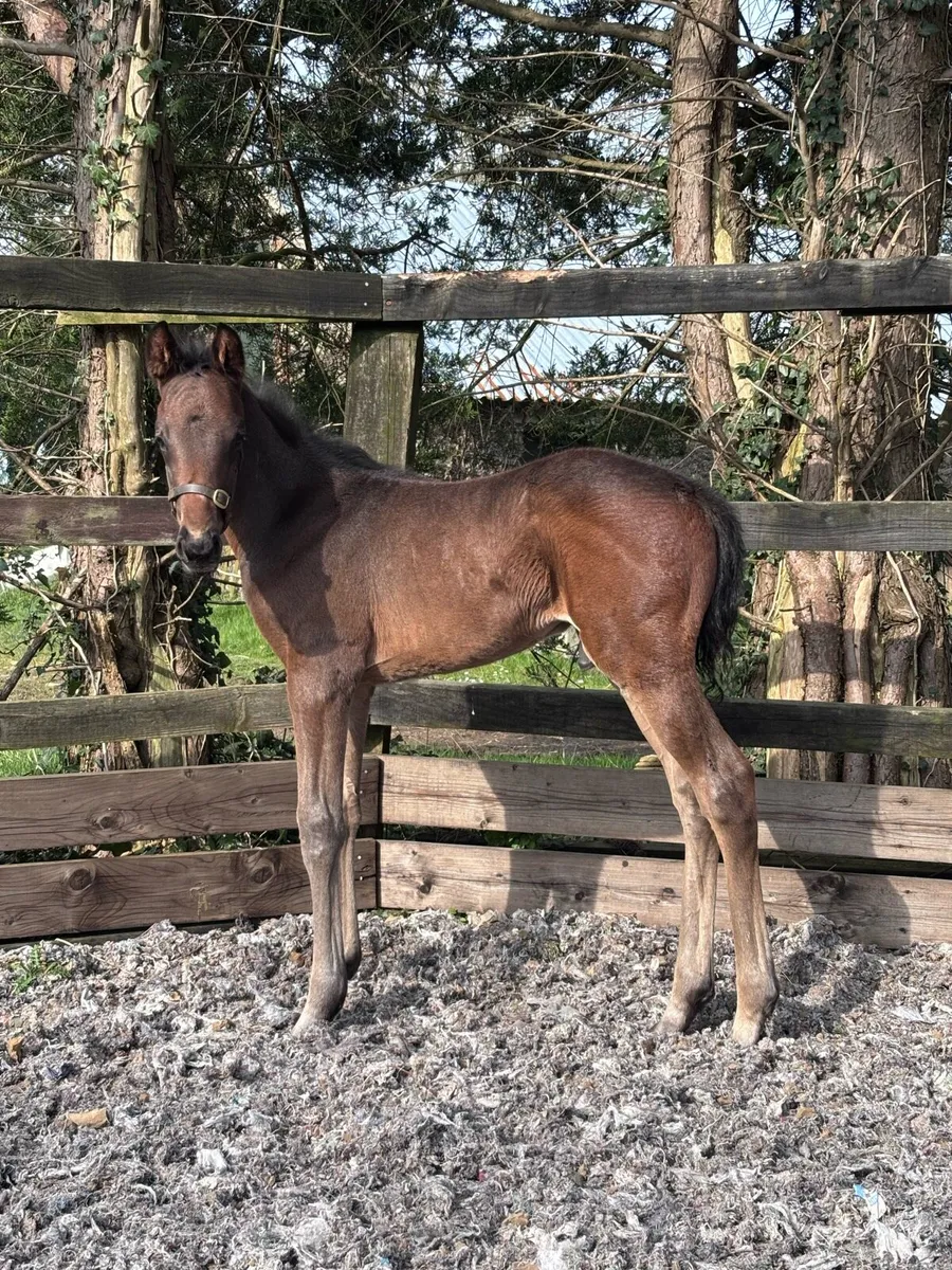 Aunty Ann & Colt foal - Image 4