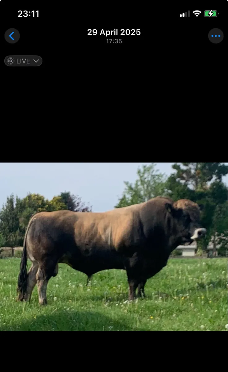 ⭐️ Pedigree Aubrac Bull ⭐️ - Image 4