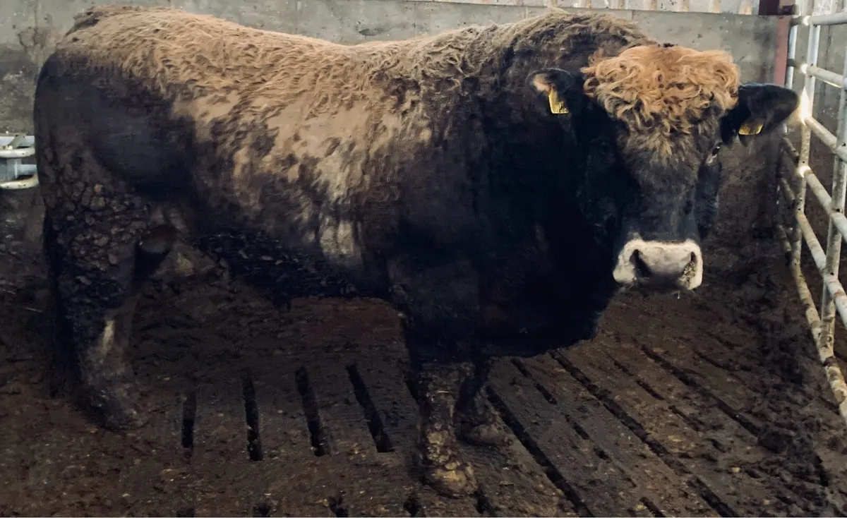 ⭐️ Pedigree Aubrac Bull ⭐️ - Image 1