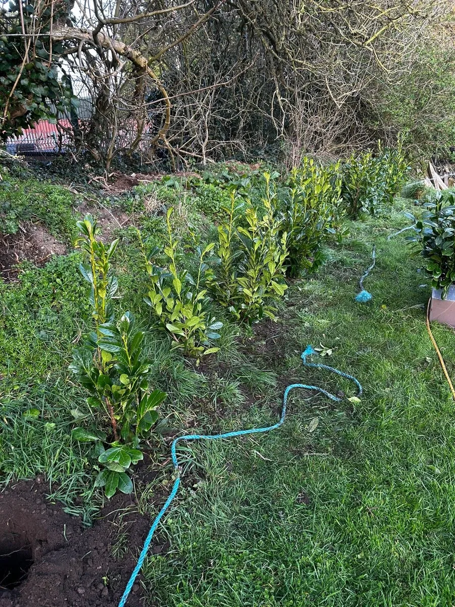 Laurel hedging - Image 1