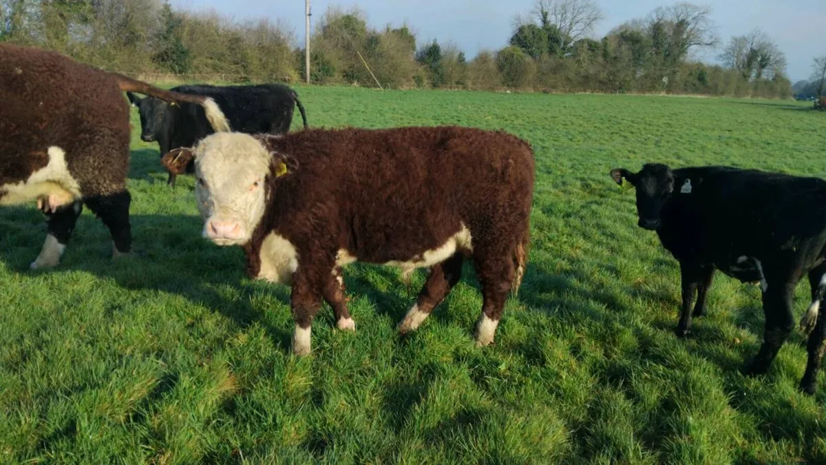 Hereford bull wealing - Image 1