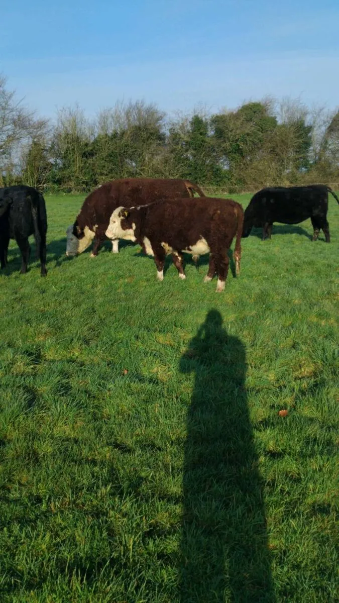 Hereford bull wealing - Image 2