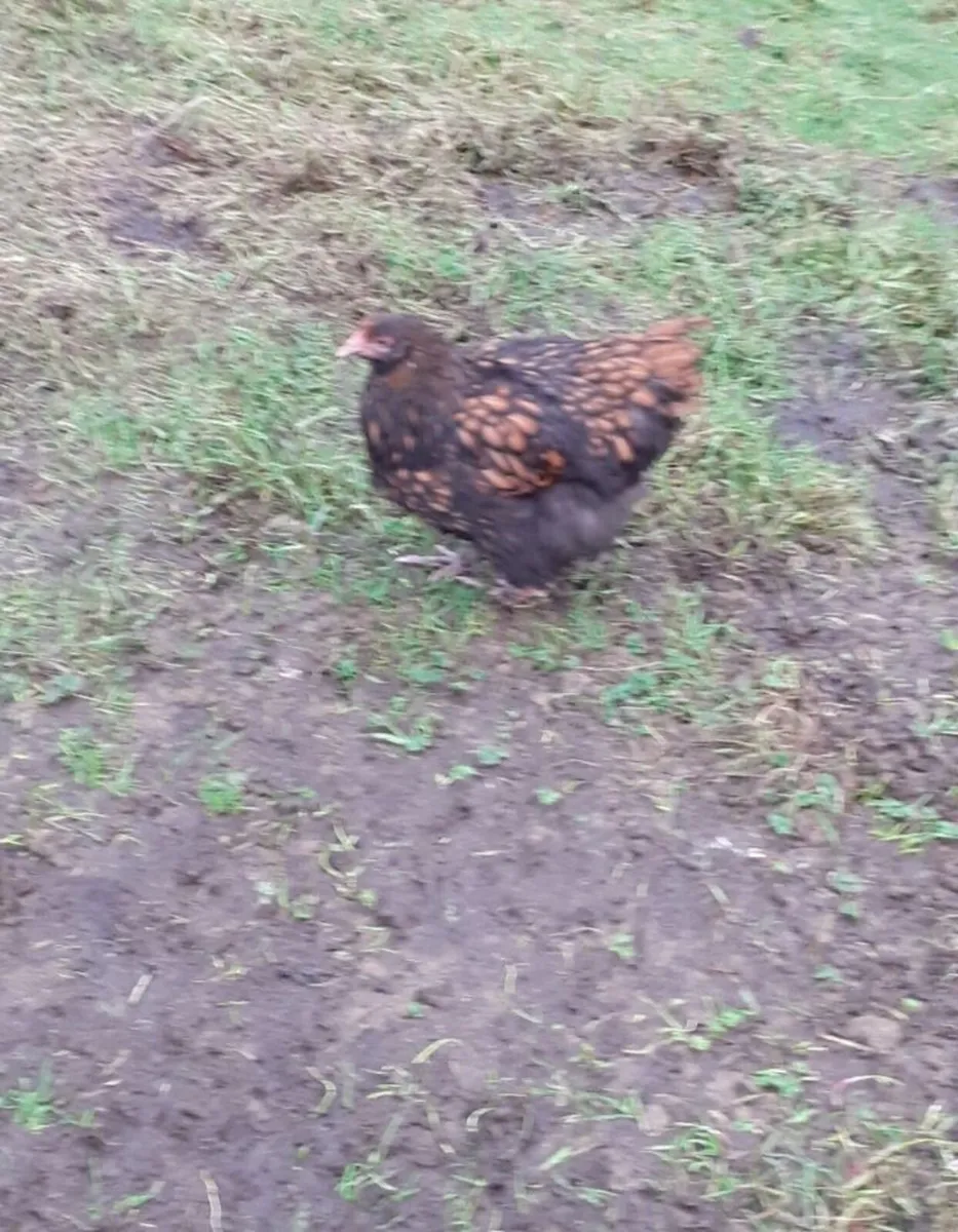 Wyndotte, bantams, hens , indian runner eggs - Image 3
