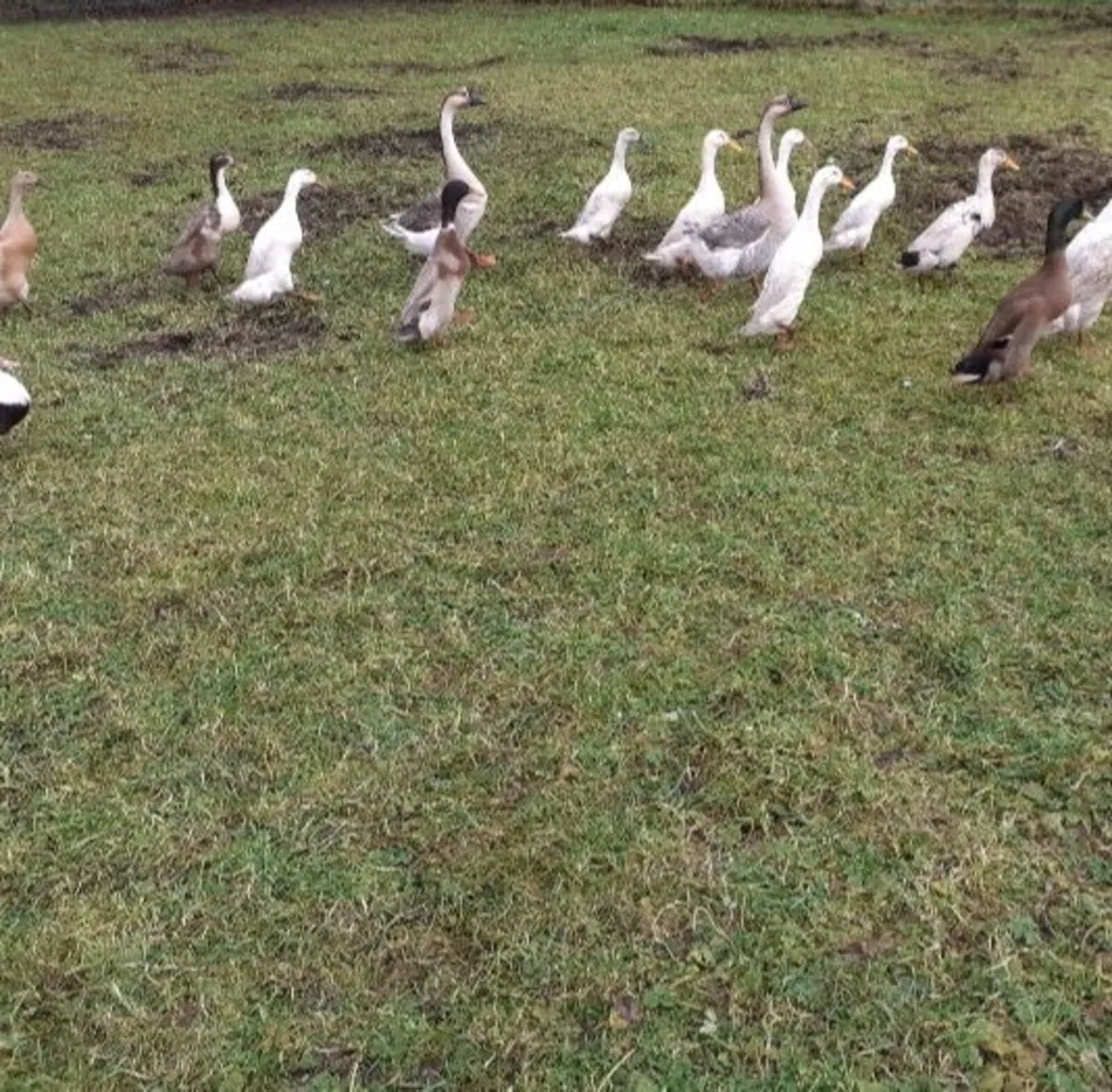Wyndotte, bantams, hens , indian runner eggs - Image 4