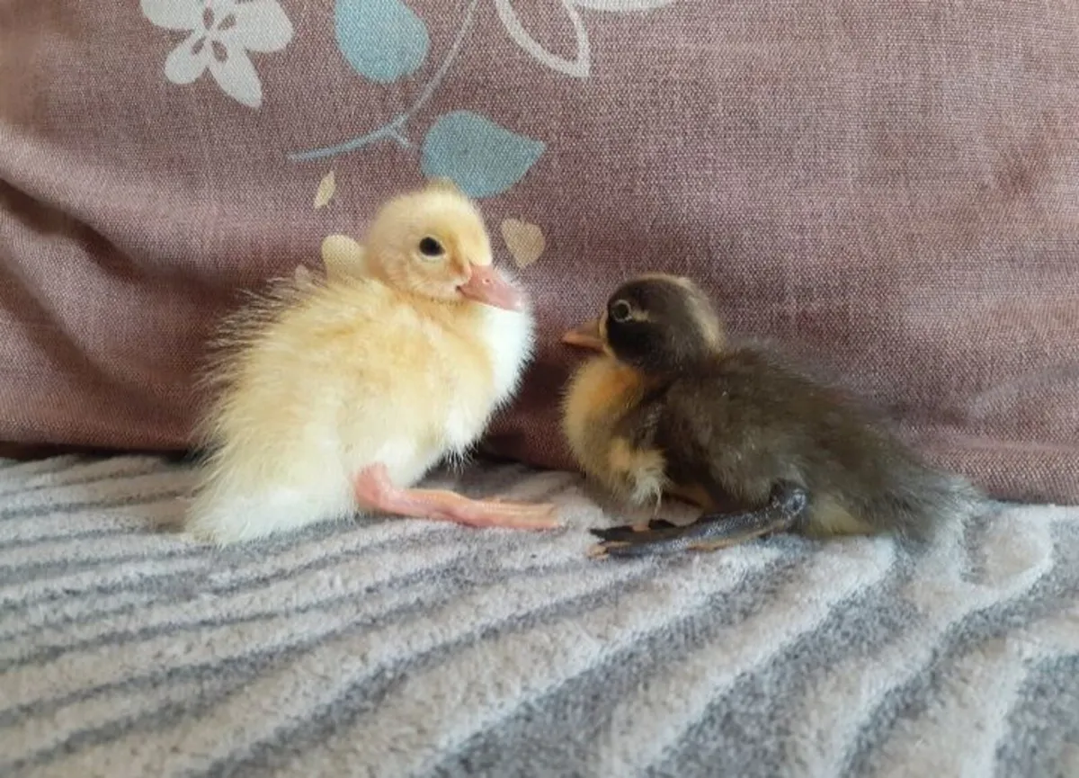 Wyndotte, bantams, hens , indian runner eggs - Image 1