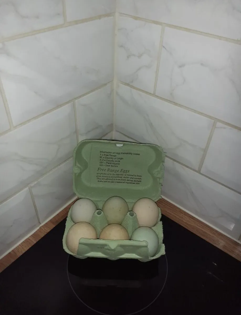 Wyndotte, bantams, hens , indian runner eggs - Image 2