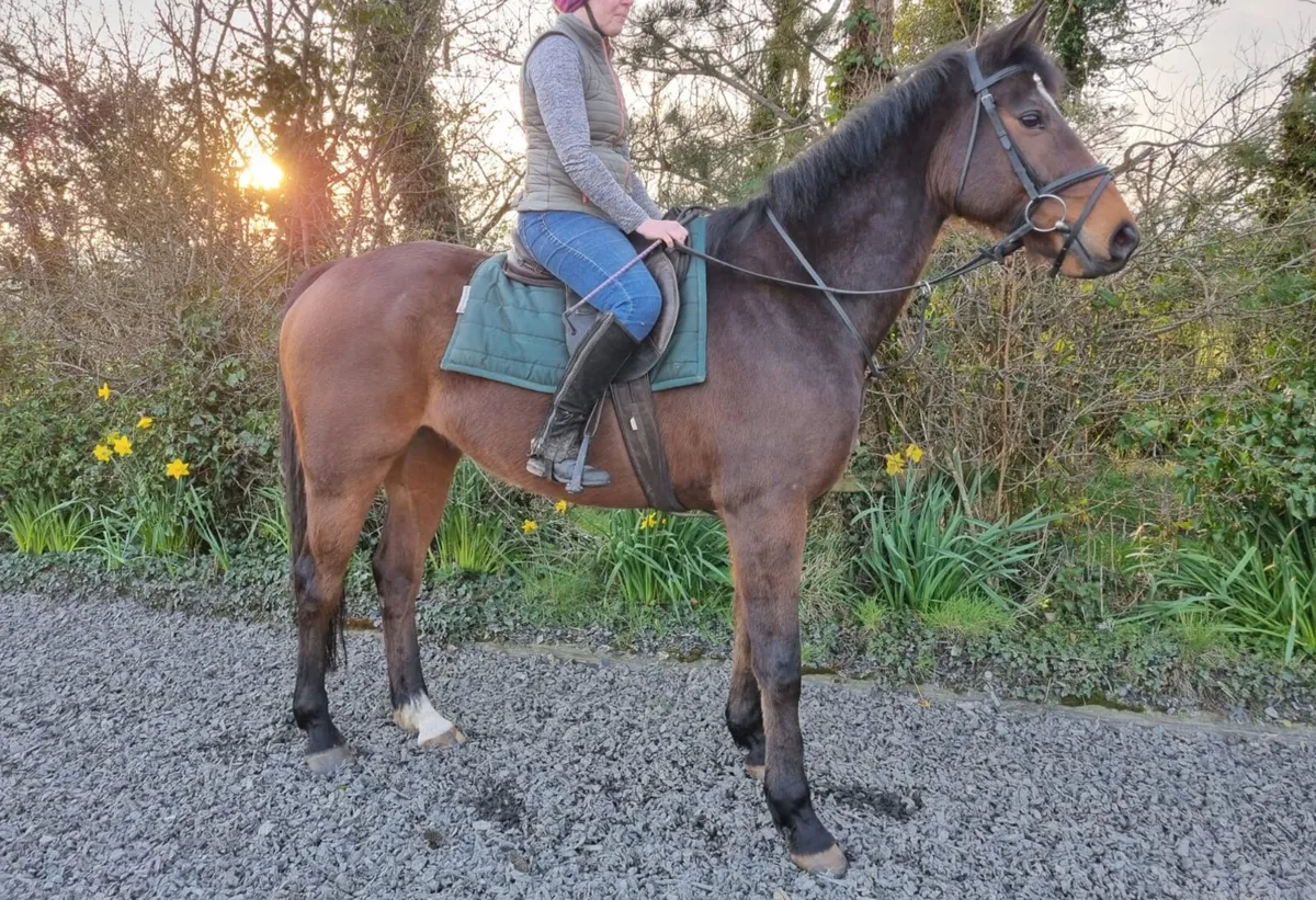 16.1h Tb 9yo gelding - Image 1
