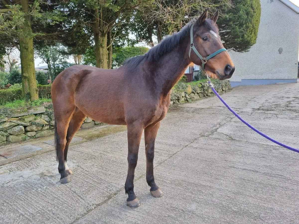 16.1h Tb 9yo gelding - Image 2
