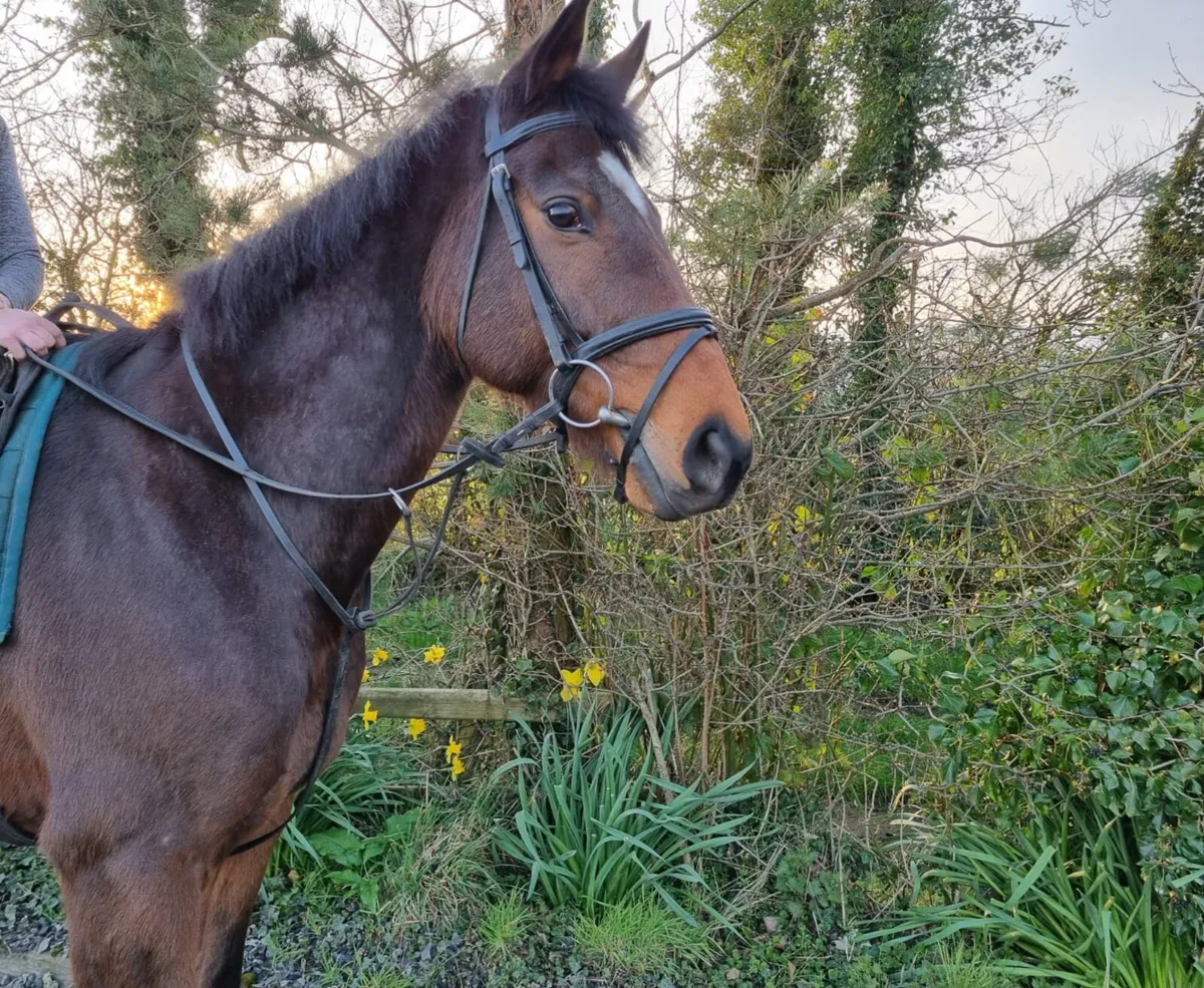 16.1h Tb 9yo gelding - Image 3