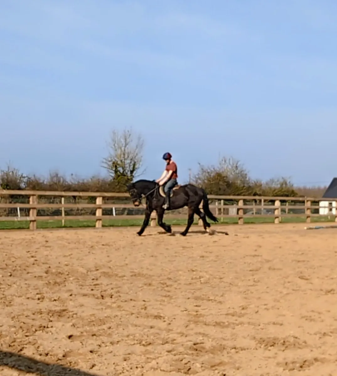 4YR OLD ATHLETIC COB GELDING - Image 2