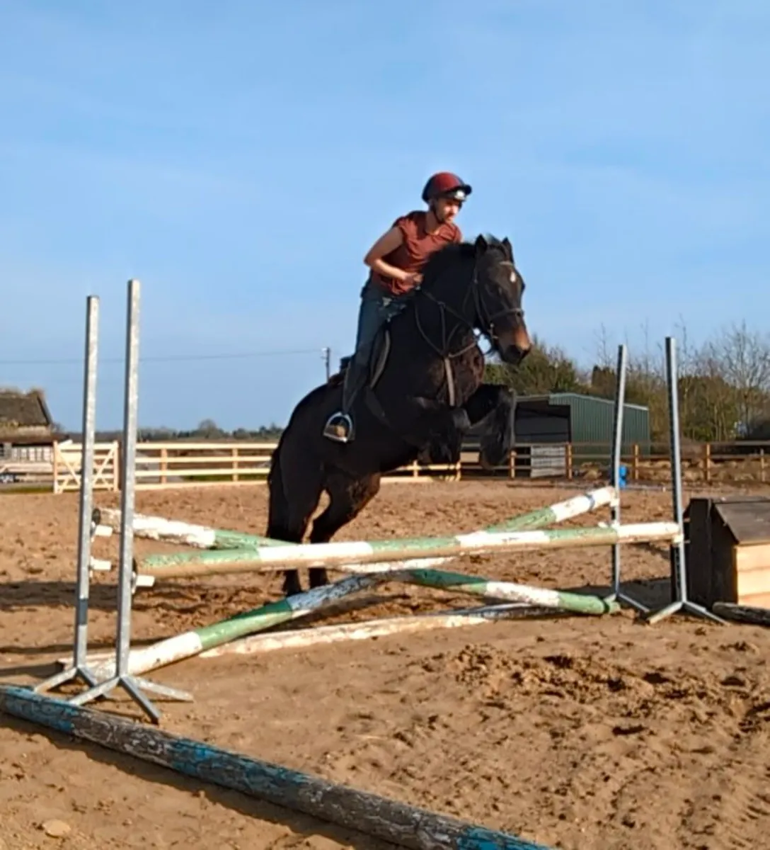 4YR OLD ATHLETIC COB GELDING - Image 3