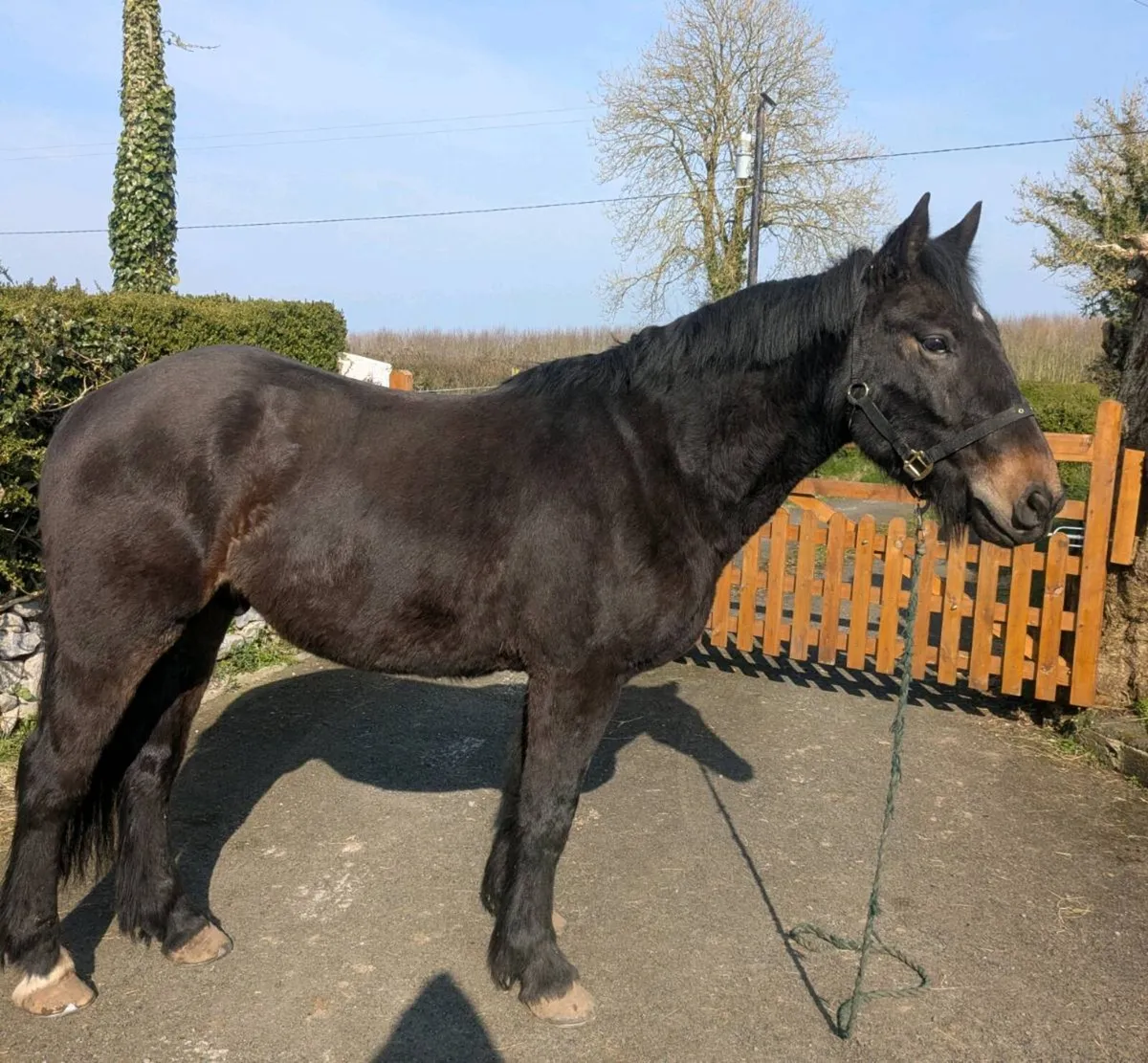 4YR OLD ATHLETIC COB GELDING - Image 4