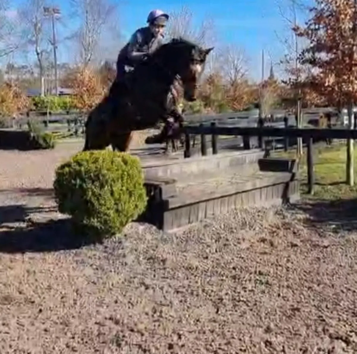 16.1h Tb 9yo gelding - Image 4