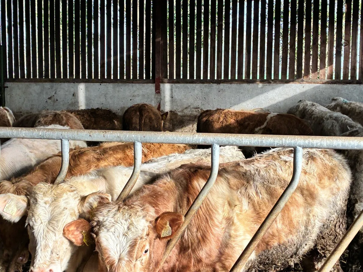 15 super yellow and white Charlie bullocks - Image 1