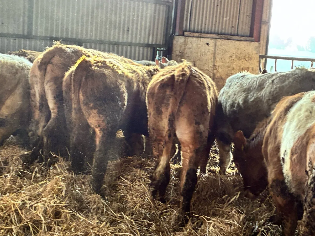 15 super yellow and white Charlie bullocks - Image 4