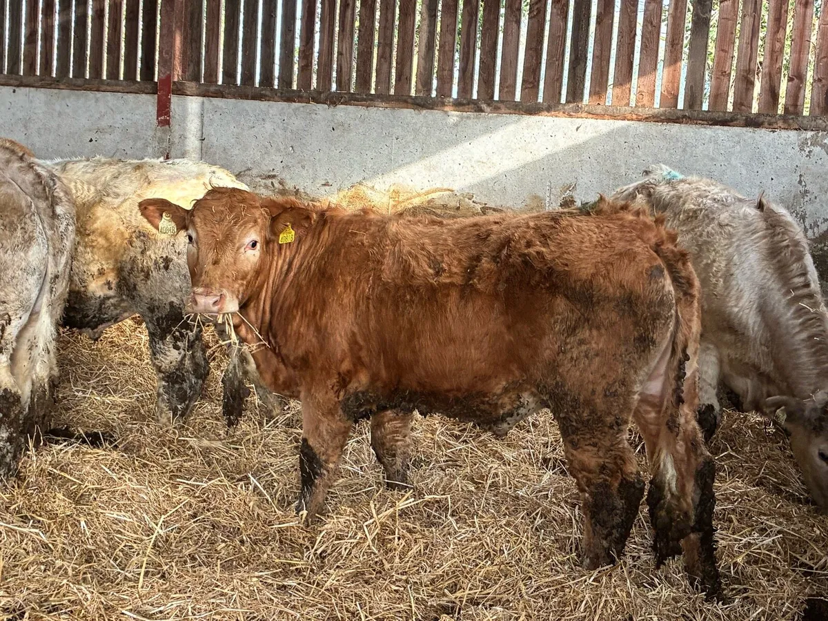 15 super yellow and white Charlie bullocks - Image 2