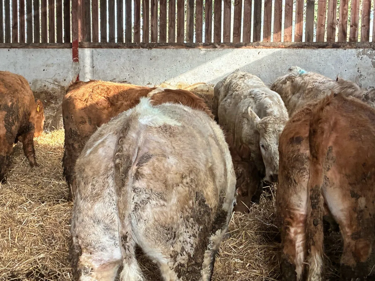 15 super yellow and white Charlie bullocks - Image 3