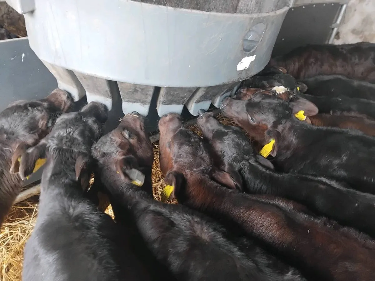 10 Angus Heifer Calves - Image 2