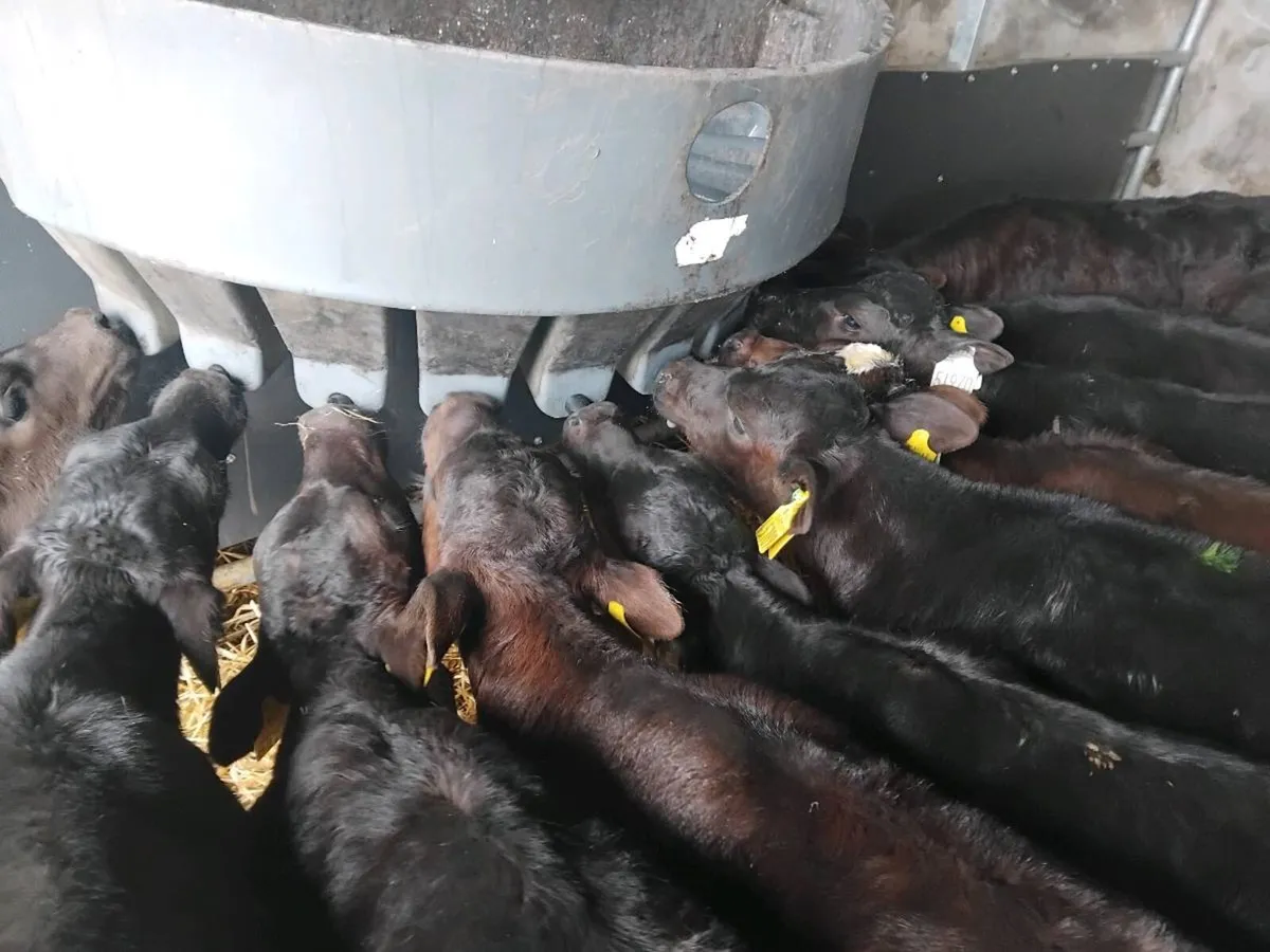 10 Angus Heifer Calves - Image 1