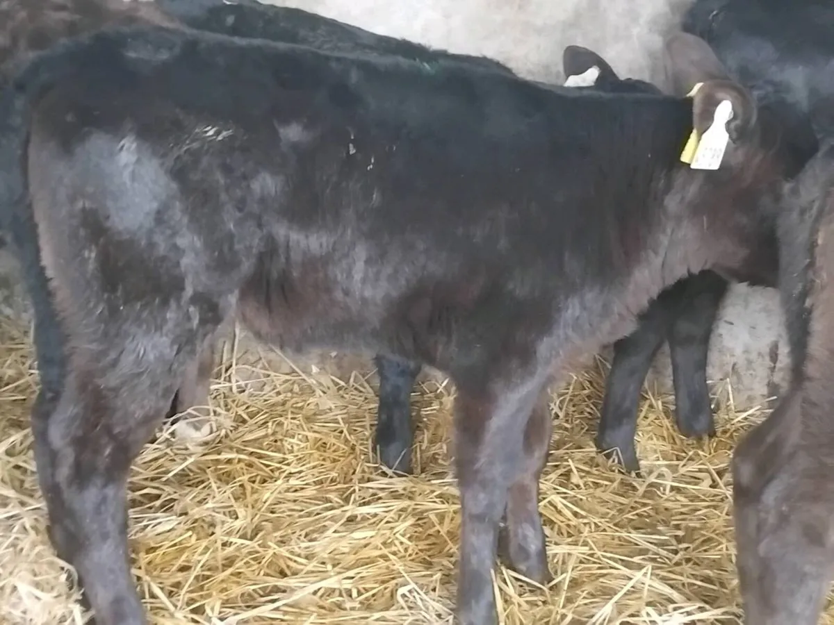 10 Angus Heifer Calves - Image 3