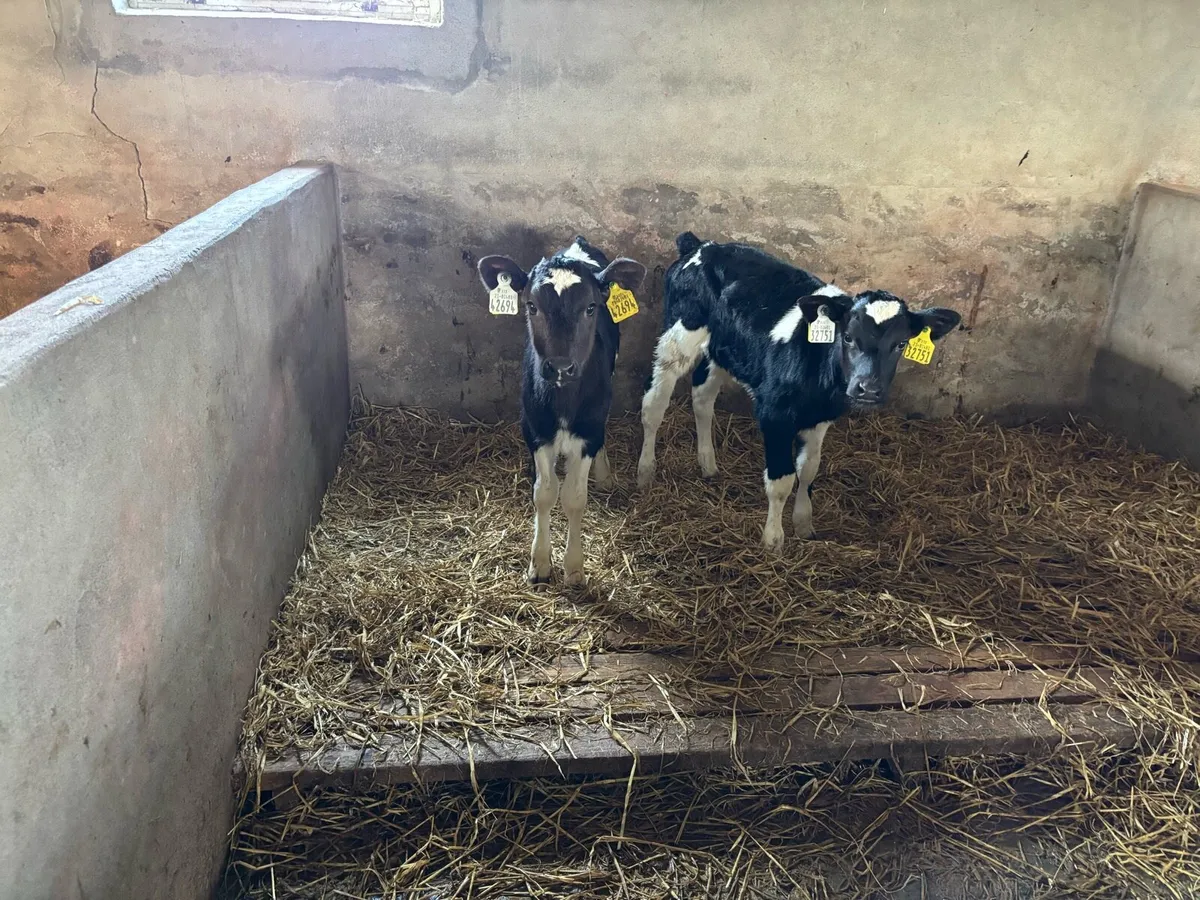 Friesian heifer calves - Image 3
