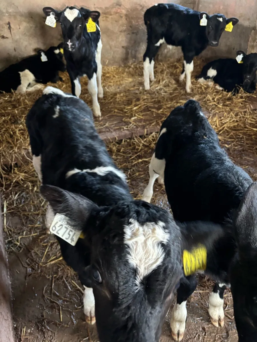 Friesian heifer calves - Image 2